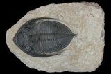 Bargain, Zlichovaspis Trilobite - Atchana, Morocco #171512-3